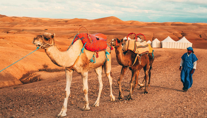 marokko-kameler