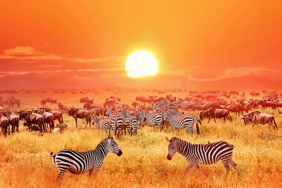 Bild av Serengeti nationalpark 