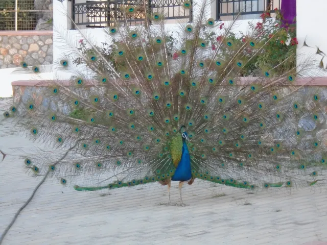 Bilder från hotellet Lindos Nest - nummer 1 av 23