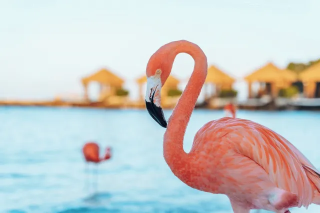 Bilder från hotellet Renaissance Wind Creek Aruba Resort - nummer 1 av 100