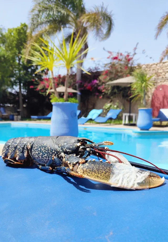Bilder från hotellet Riad Eucalyptus - nummer 1 av 37