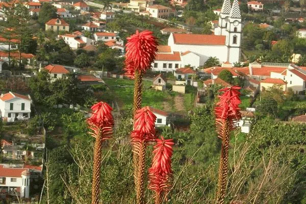 Väder funchal yr Väder funchal yr