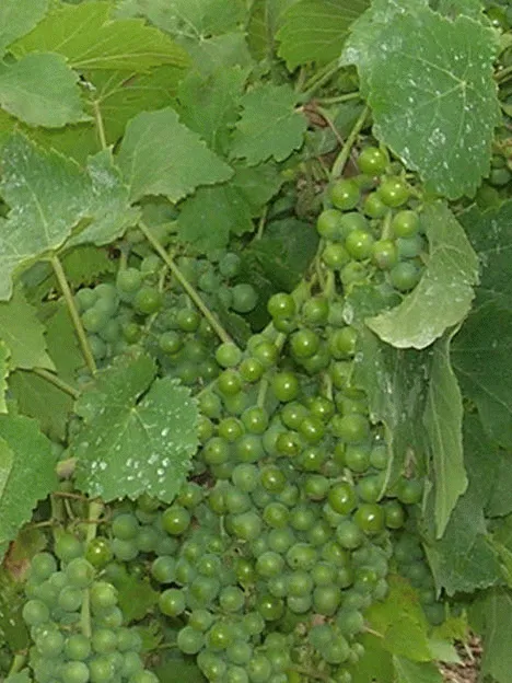 Vindruvor 