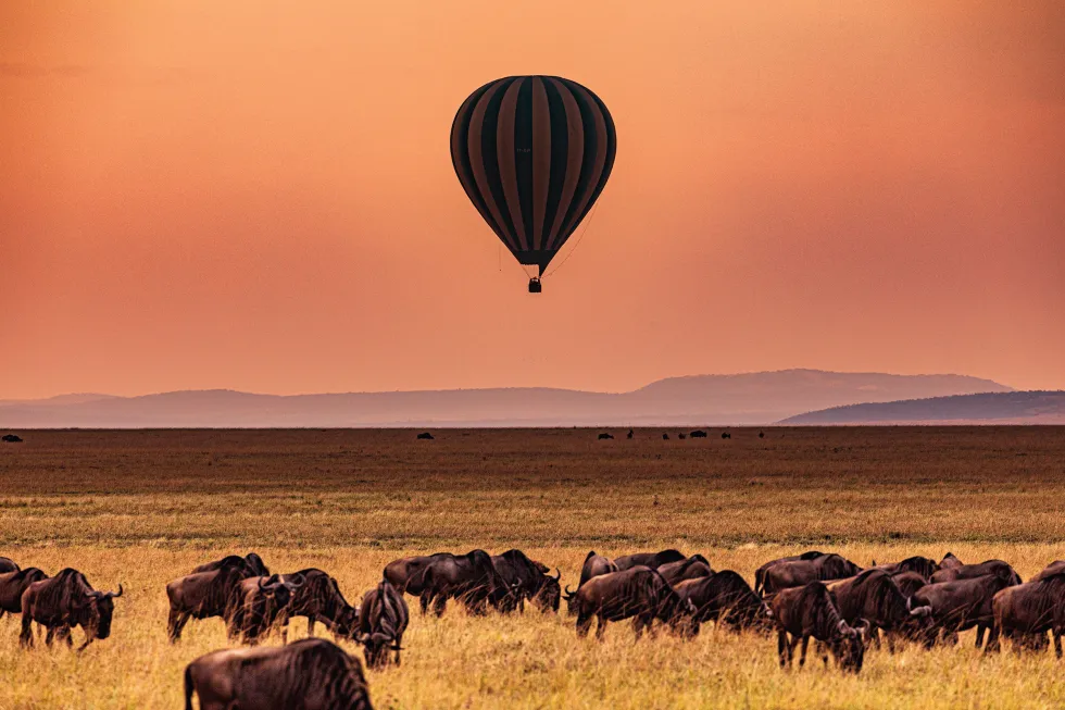 Bild av Maasai Mara National Reserve 