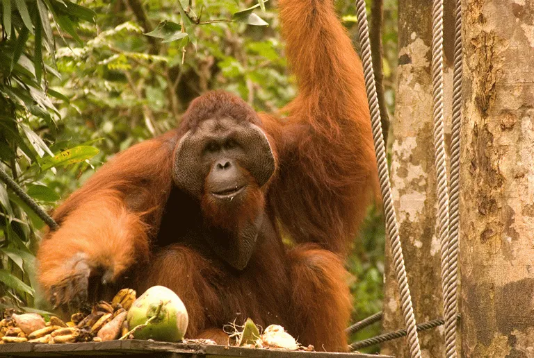 Vilda orangutanger, som är världens största apart, finns bara på Borneo och Sumatra 